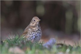 <p>DROZD ZPĚVNÝ (Turdus philomelos) /Fieldfare - Wacholderdrossel/</p>